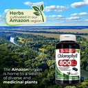 Chlorophyll  x 200 Softgels.*